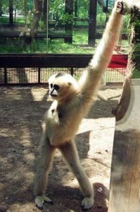 https://i.postimg.cc/1RGnKmwL/fotos-graciosas-animales-poses-sensuales-9-199x300.jpg