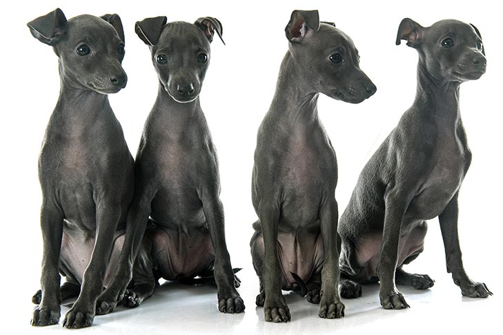 Italian Greyhounds Hypoallergenic