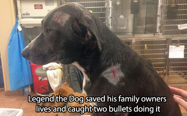 mans-best-friend-3