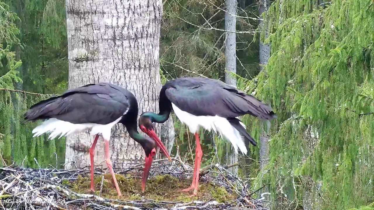 screenshot_1747214780266-2