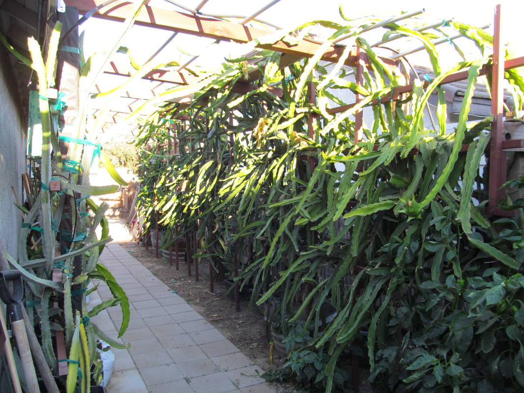 plants 001
