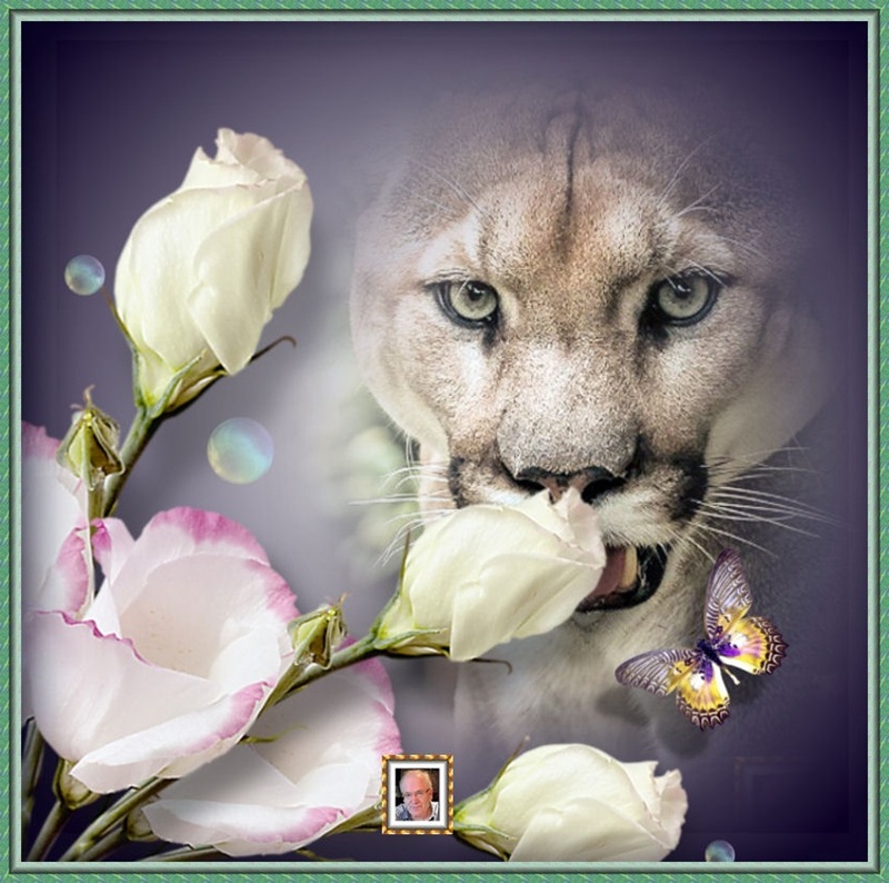 MOOIE-KATER-2