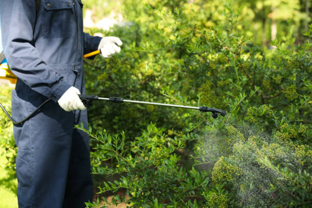 Bed bug pest control