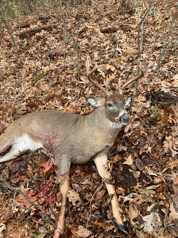 9 pt