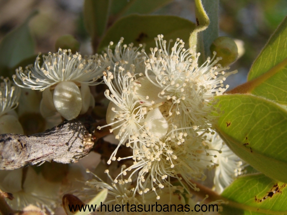 huertasurbanas_com_20190223_151448Psidium_salutare-0