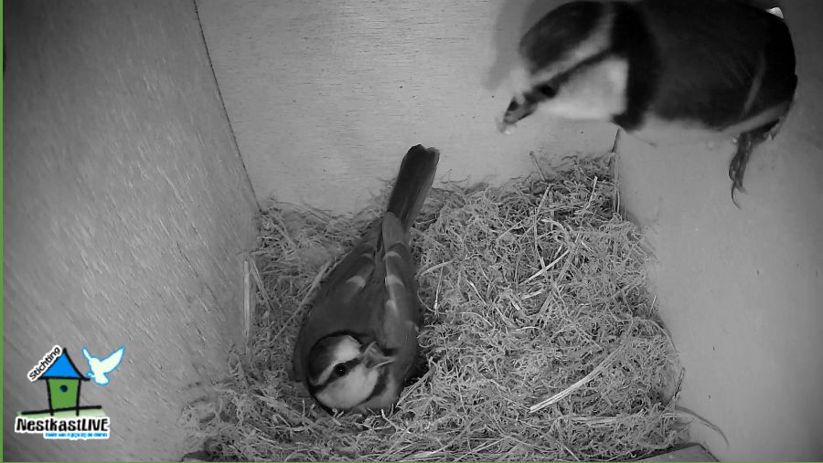 PM NKL 3 M met hapje voor V