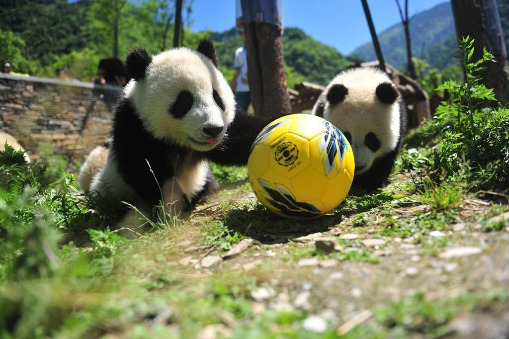 China le obsequia a Qatar una pareja de pandas por motivo de la Copa Mundial