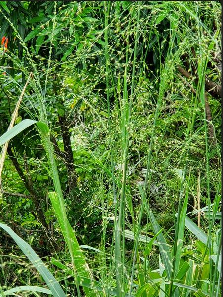 [Image: Hawaii20241121Mountain-Goats-Roadto-Hana.jpg]