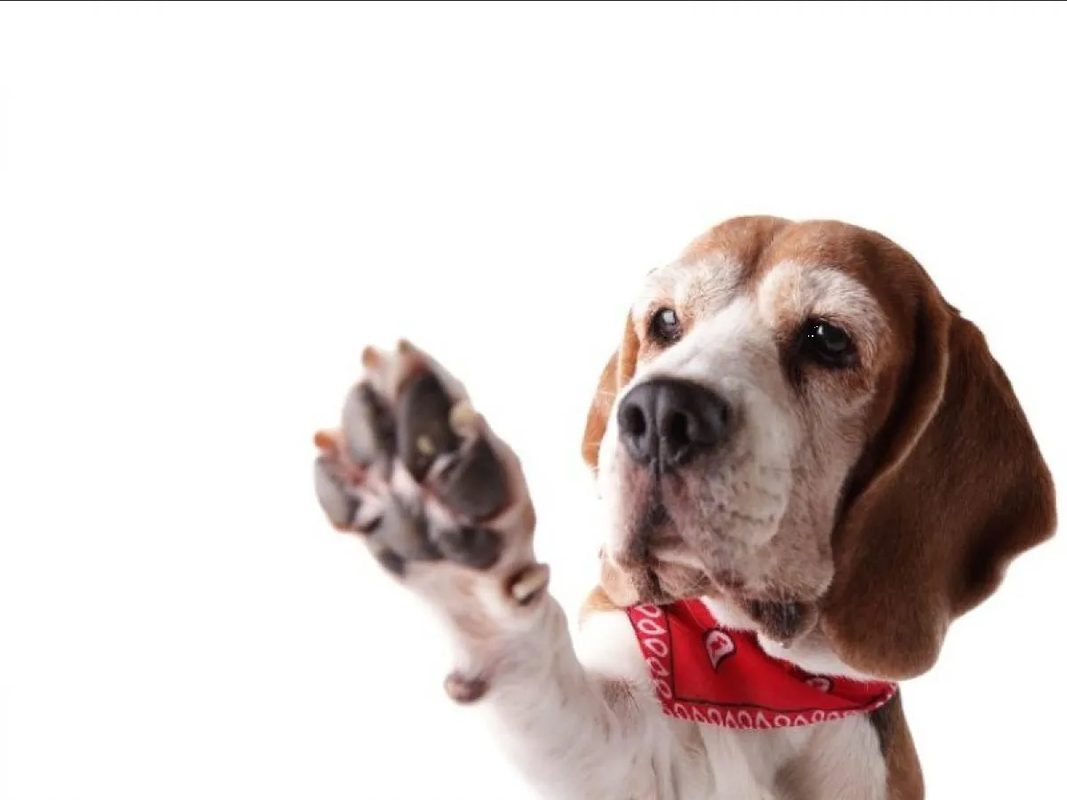 Protege las almohadillas de las patitas de tu perro con una crema casera