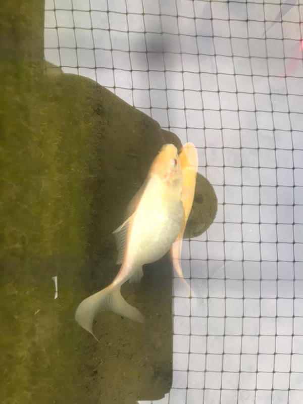 Bloated 2025 koi fish