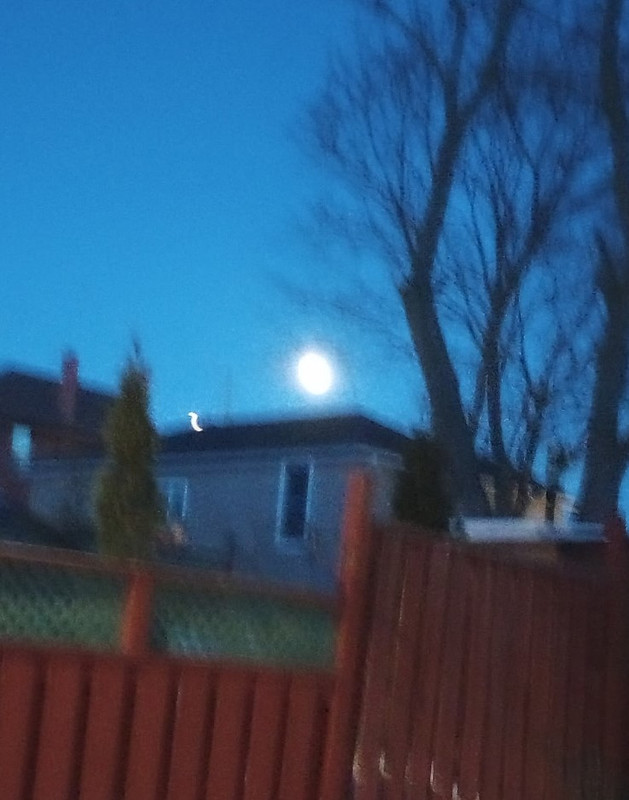 Wind Tossed Moon
