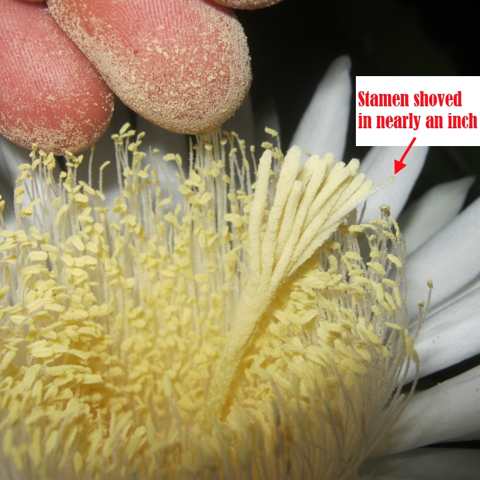 Sword Pear pistil 'mechanically' pollinated and 