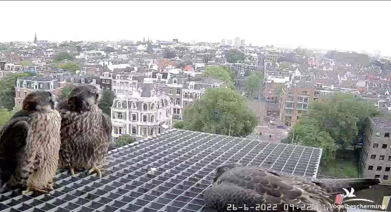 Amsterdam/Rijksmuseum screenshots © Beleef de Lente/Vogelbescherming Nederland - Pagina 33 Video-2022-06-26-092517-Moment