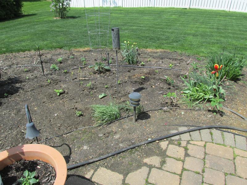 Lawn and Gardens  05.04.2019  (6)