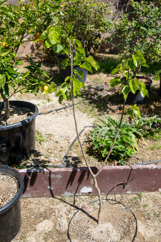 8U1A9527  Sangue E Latte Mulberry Tree in the Ground (5-3-2023)