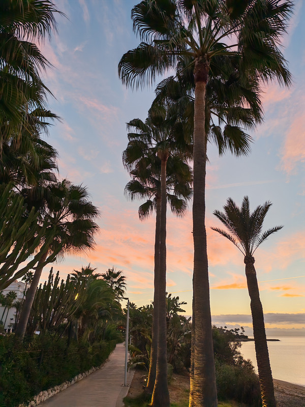 Palms at sunset on the Costa del Sol