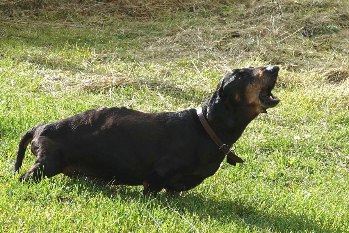 [Image: DSC00502.jpg]