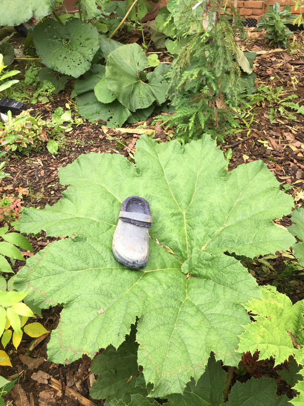 Gunnera - Stránka 3 71686875-2473293496239072-4974726091991154688-n