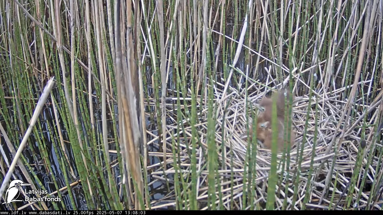 LDF Lielais dumpis (Botaurus stellaris) Zemītes pagastā 11-15-8 screenshot