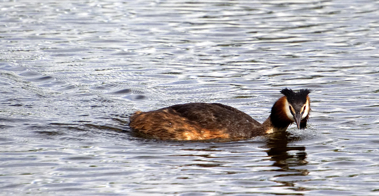 IMG_6471grebe gpbas gamme