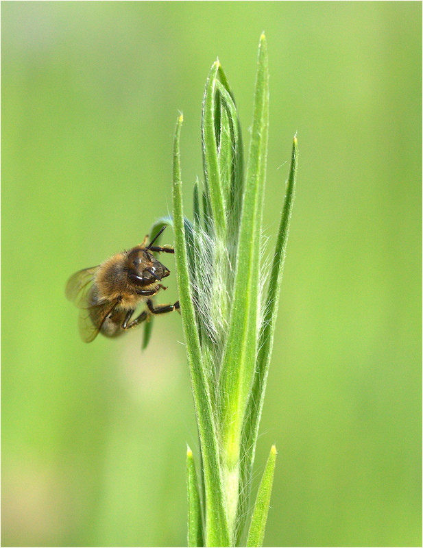 L'abeille  MG-7241-raw-1000