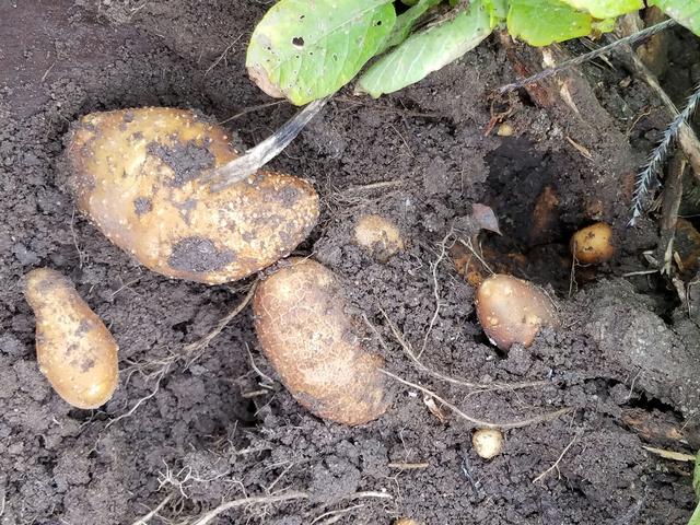 [Image: 01_Potato.jpg]
