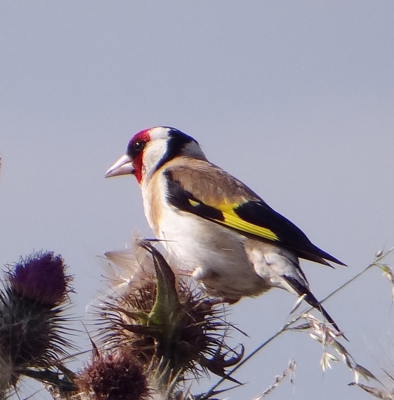 GOLDFINCH 4 020824