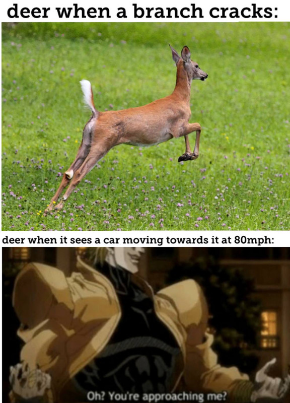deer.jpg
