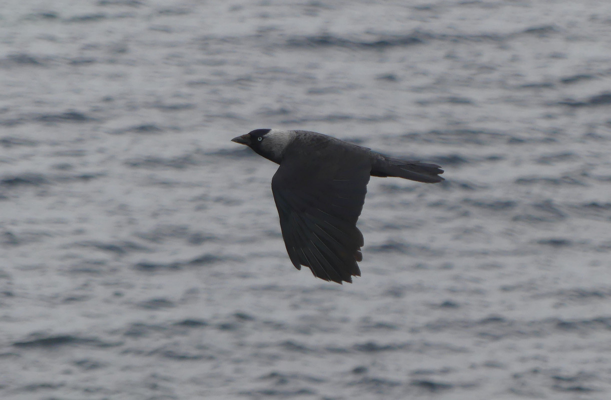 JACKDAW 1 220624