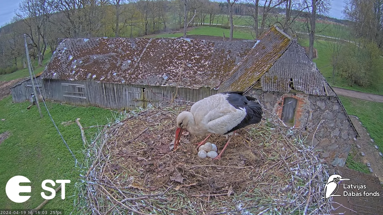 Baltie stārķi (Ciconia ciconia) Tukuma novadā - LDF tiešraide __ White storks in Tukums, Latvia 12-2
