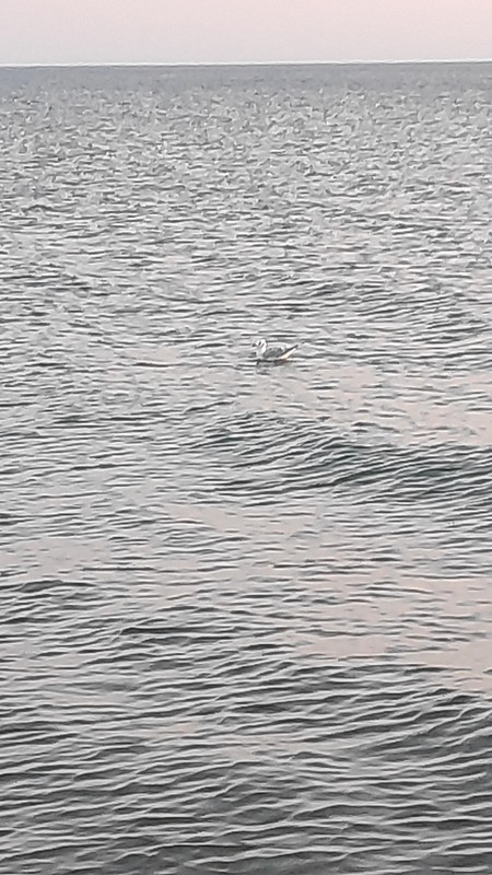 IMG-20210813-195821.jpg