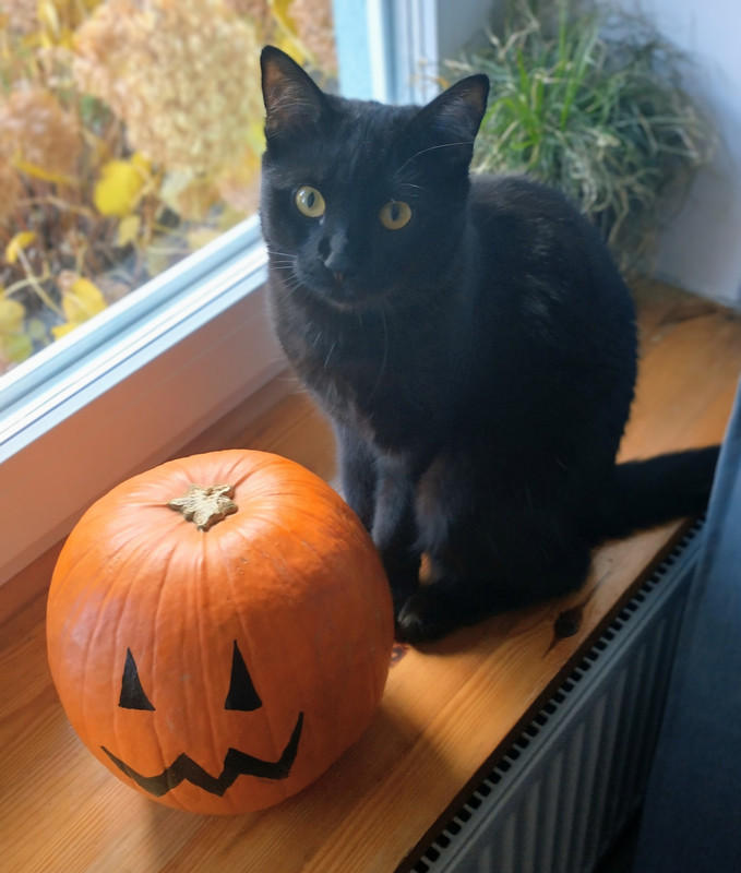 IMG 20251031 100427444 HDR 3