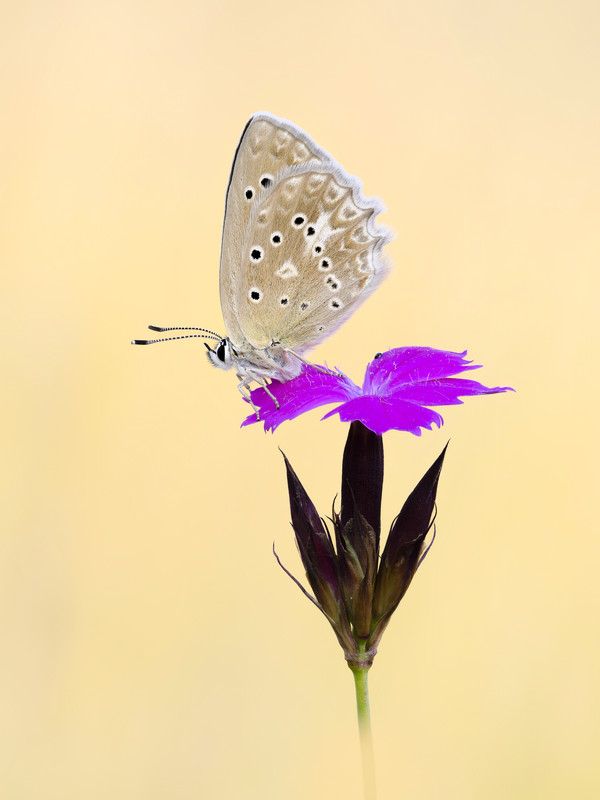 2023-07-15 17-00-55 (A,R7,S5)-2