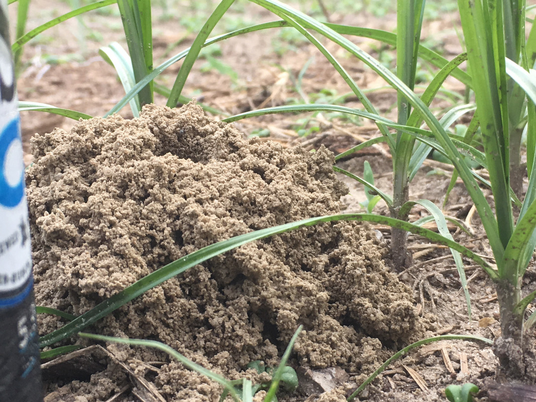 What Does A Mole Cricket Hole Look Like A Pictures Of Hole 2018
