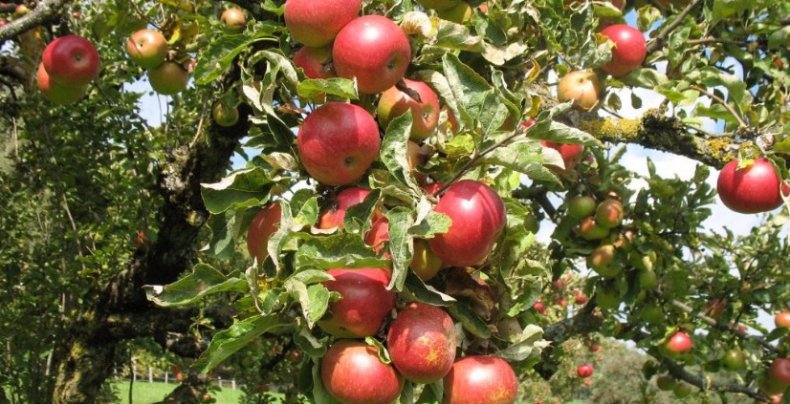 Преимущества и особенности сорта яблонь Анис для дачников и садоводов