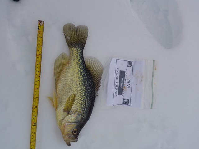 crappie