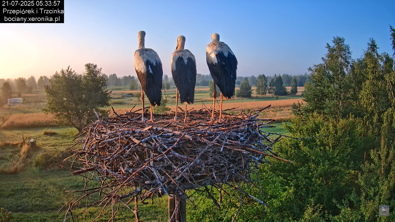 21072025bociany11