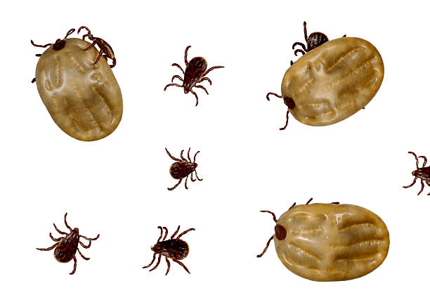 Orlando bed bug treatment