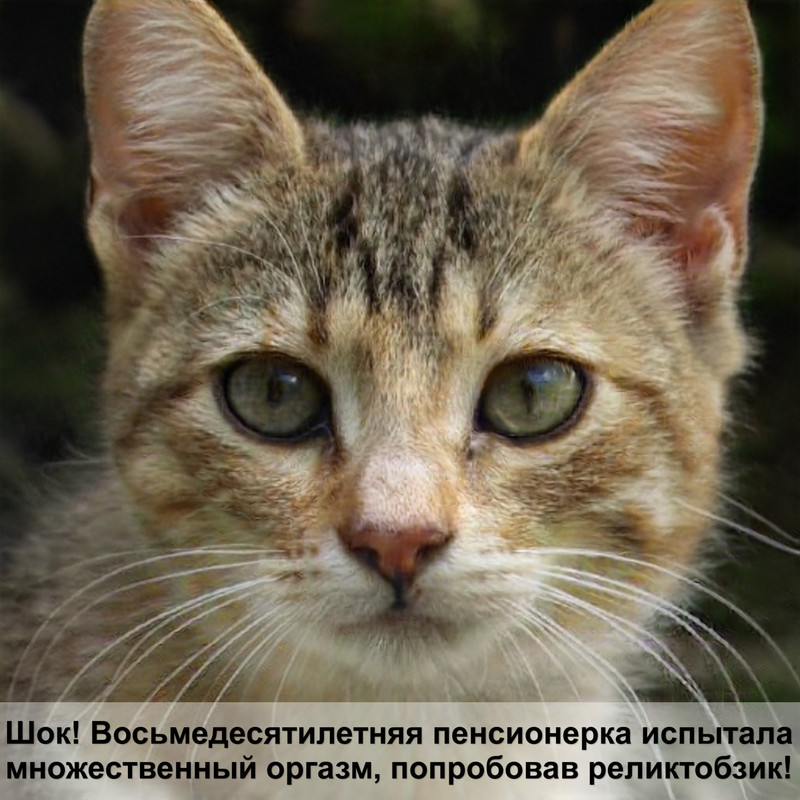 самая красивая бенгальская кошка