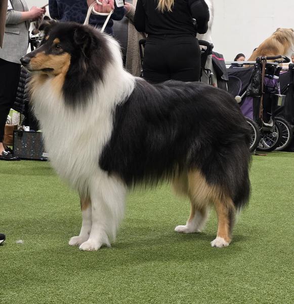 Pitk&auml;karvainen collie, Hovihaukun Vintage Black Prince