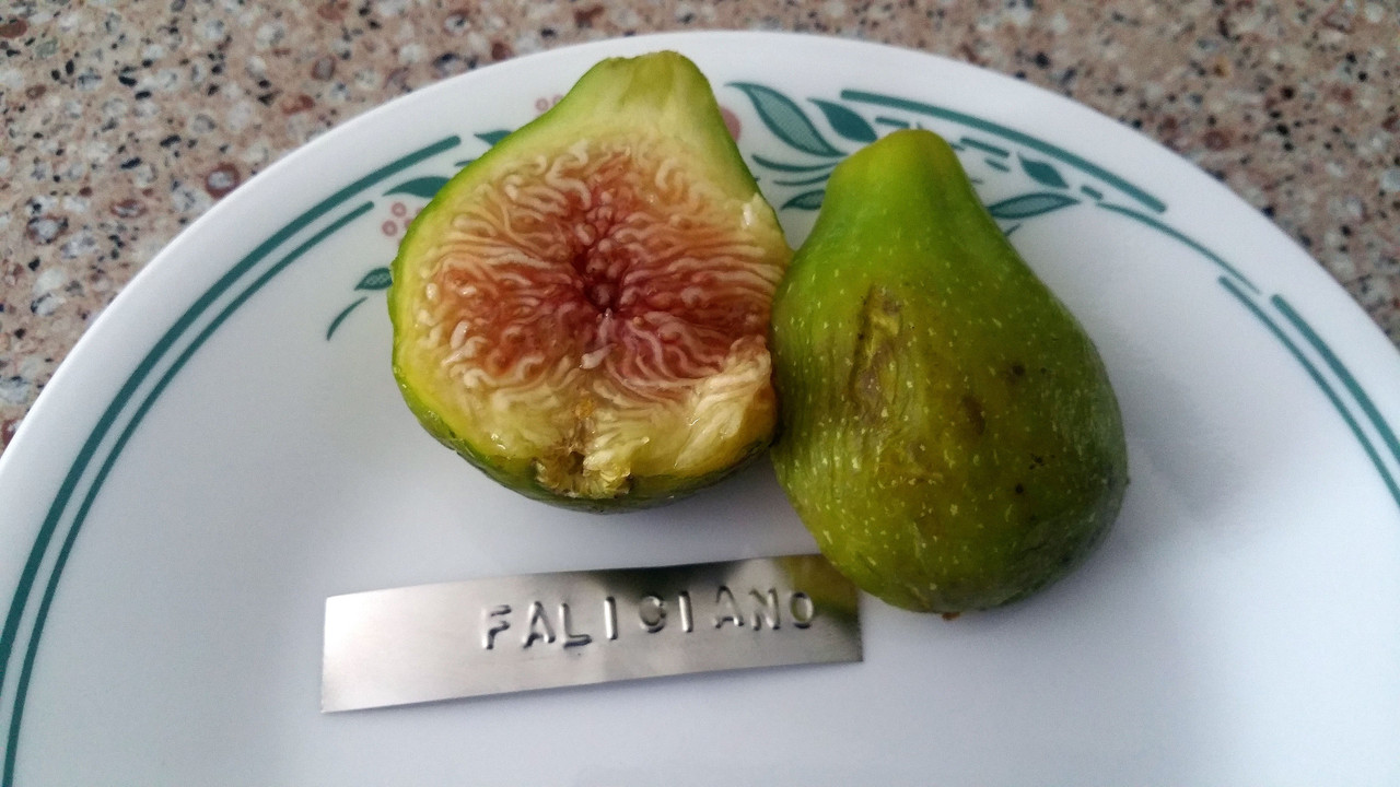 Faliciano 07-03-2019