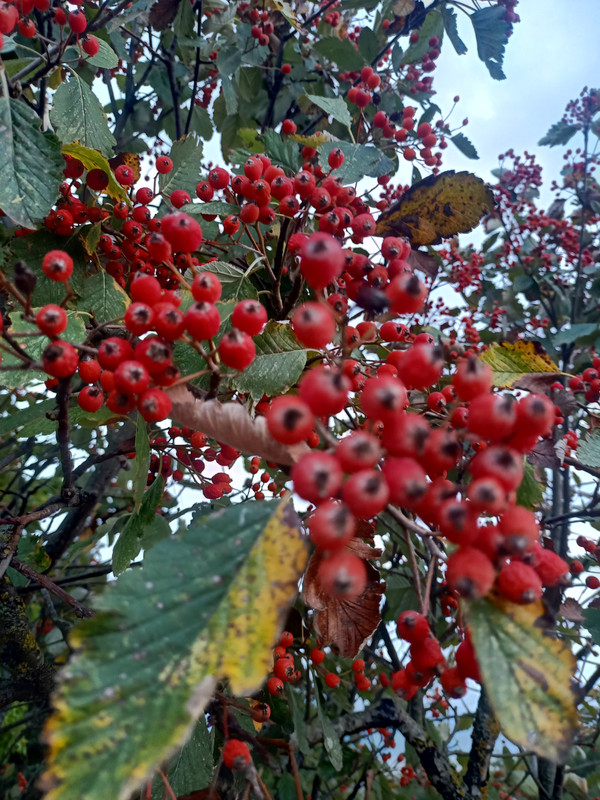 IMG20231003172115.jpg