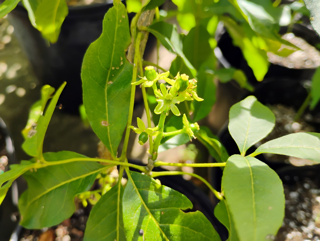 Campbell WS flowers Feb 2025