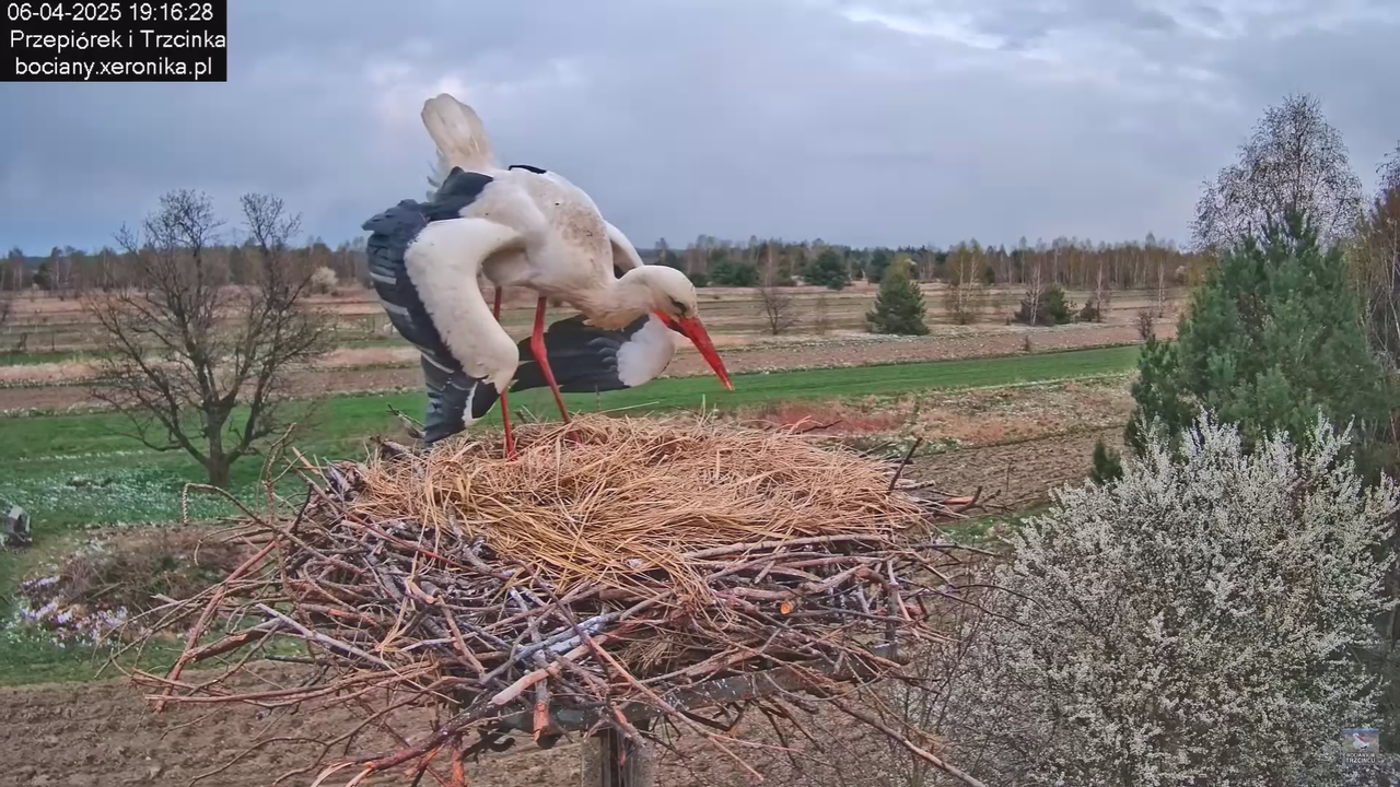 06042025bocianzostaje_8
