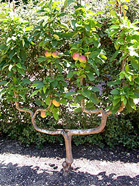 Espalier