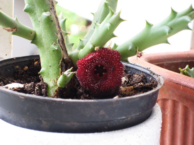 stapelia_bordo