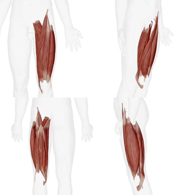 Muscles Cuisse