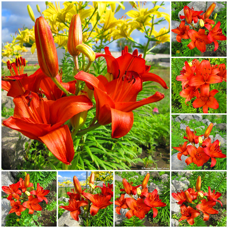 городские цветы8-5_edorig