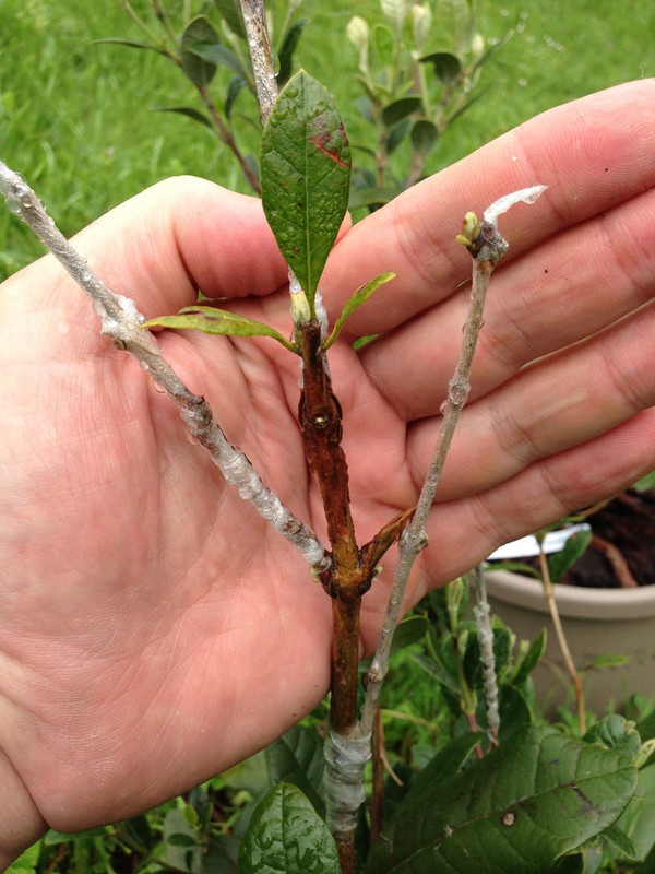 Feijograft3 - 1