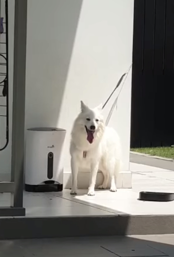 Facebook Chained Dog Awareness in Singapore
